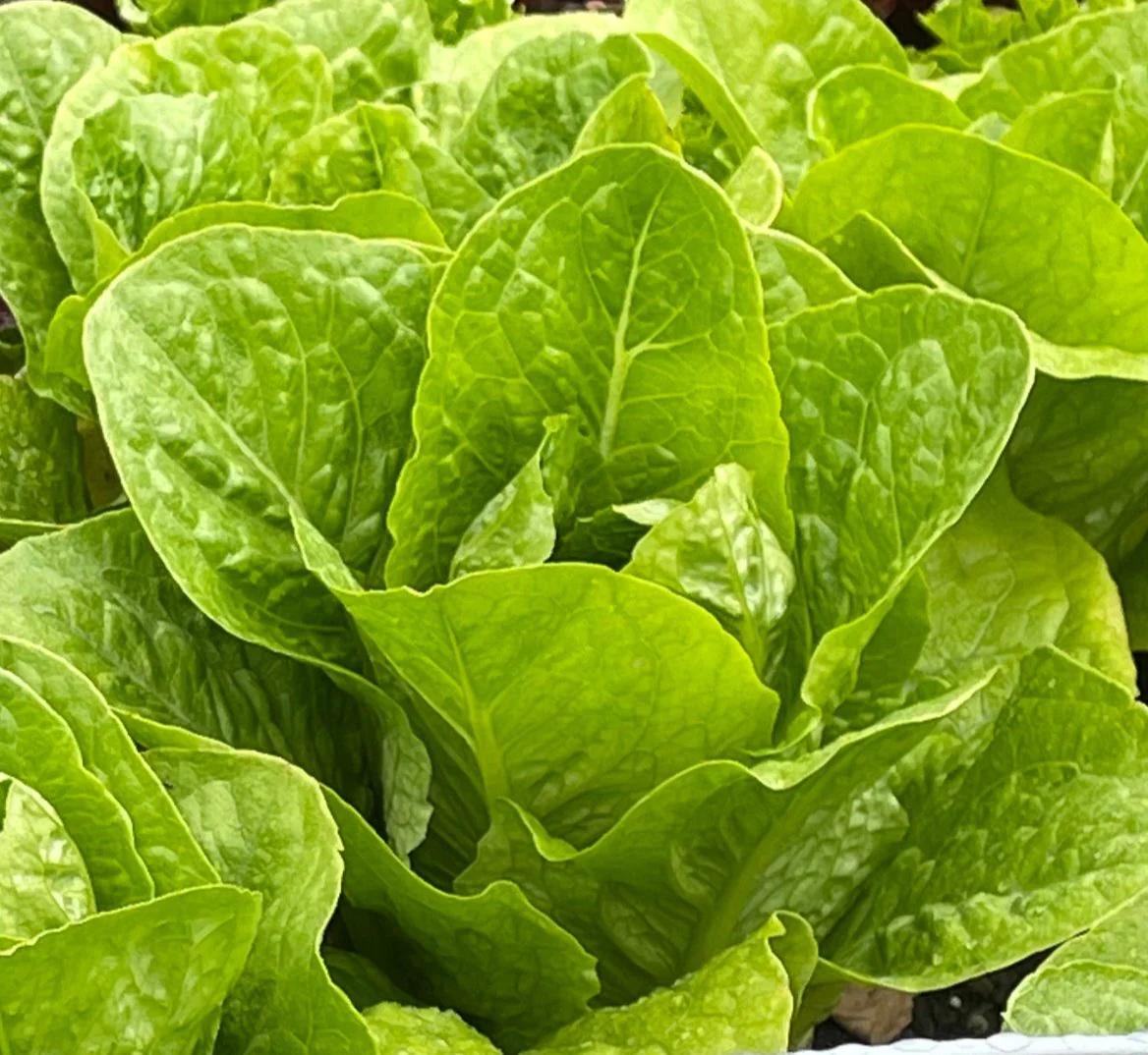 Veg Plant: Lettuce seedlings