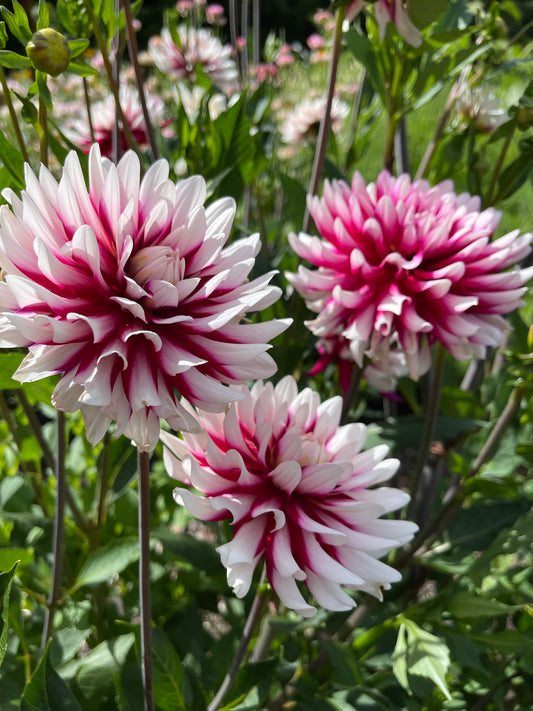 Dahlia Tuber: Rebecca's World - Sugar Moon Gardens