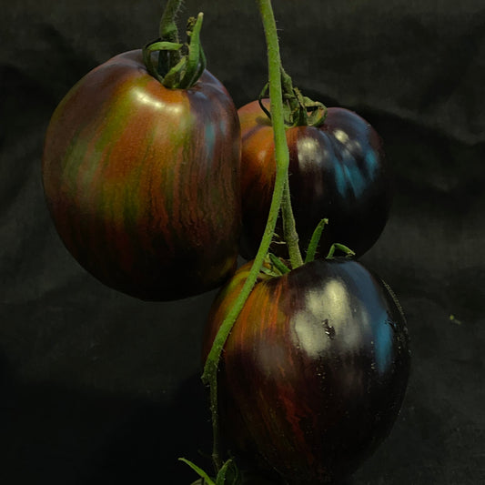 Seeds: Tomato - Rebel Starfigher Prime - Sugar Moon Gardens