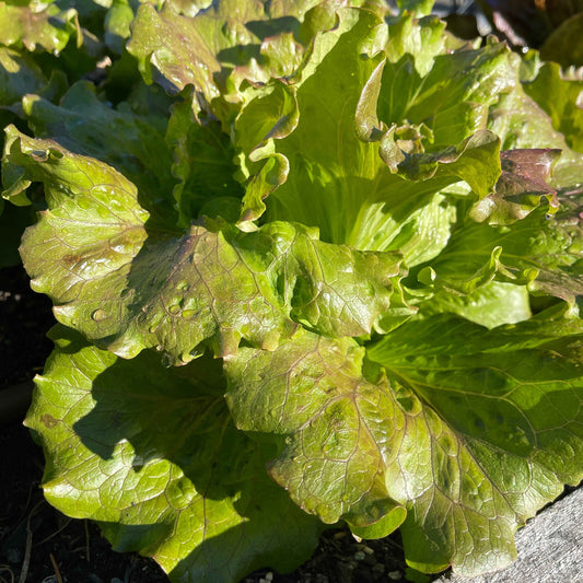Seeds: Lettuce - Red Romaine - Sugar Moon Gardens