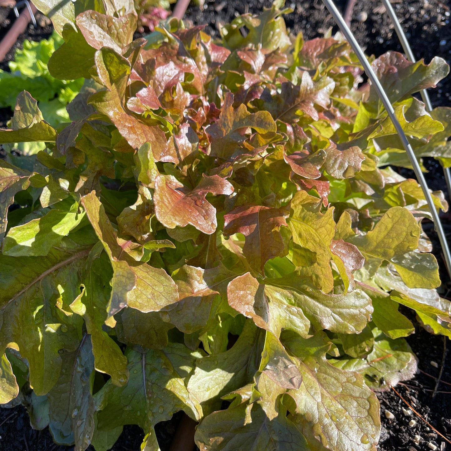 Seeds: Lettuce - Red Salad Bowl