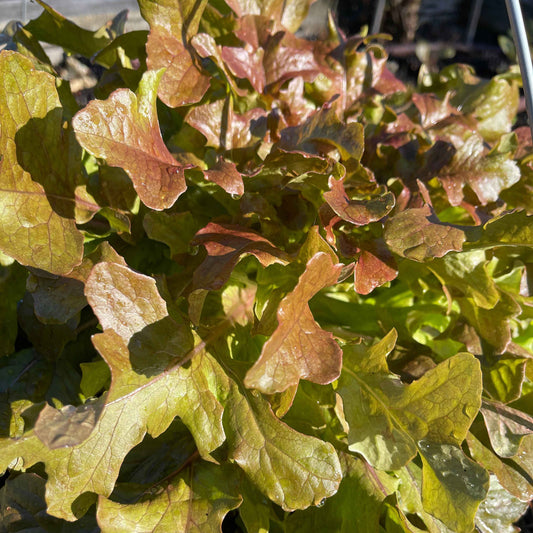 Seeds: Lettuce - Red Salad Bowl - Sugar Moon Gardens