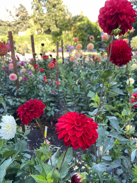 Dahlia Tuber: River's Cherry Bomb - Sugar Moon Gardens