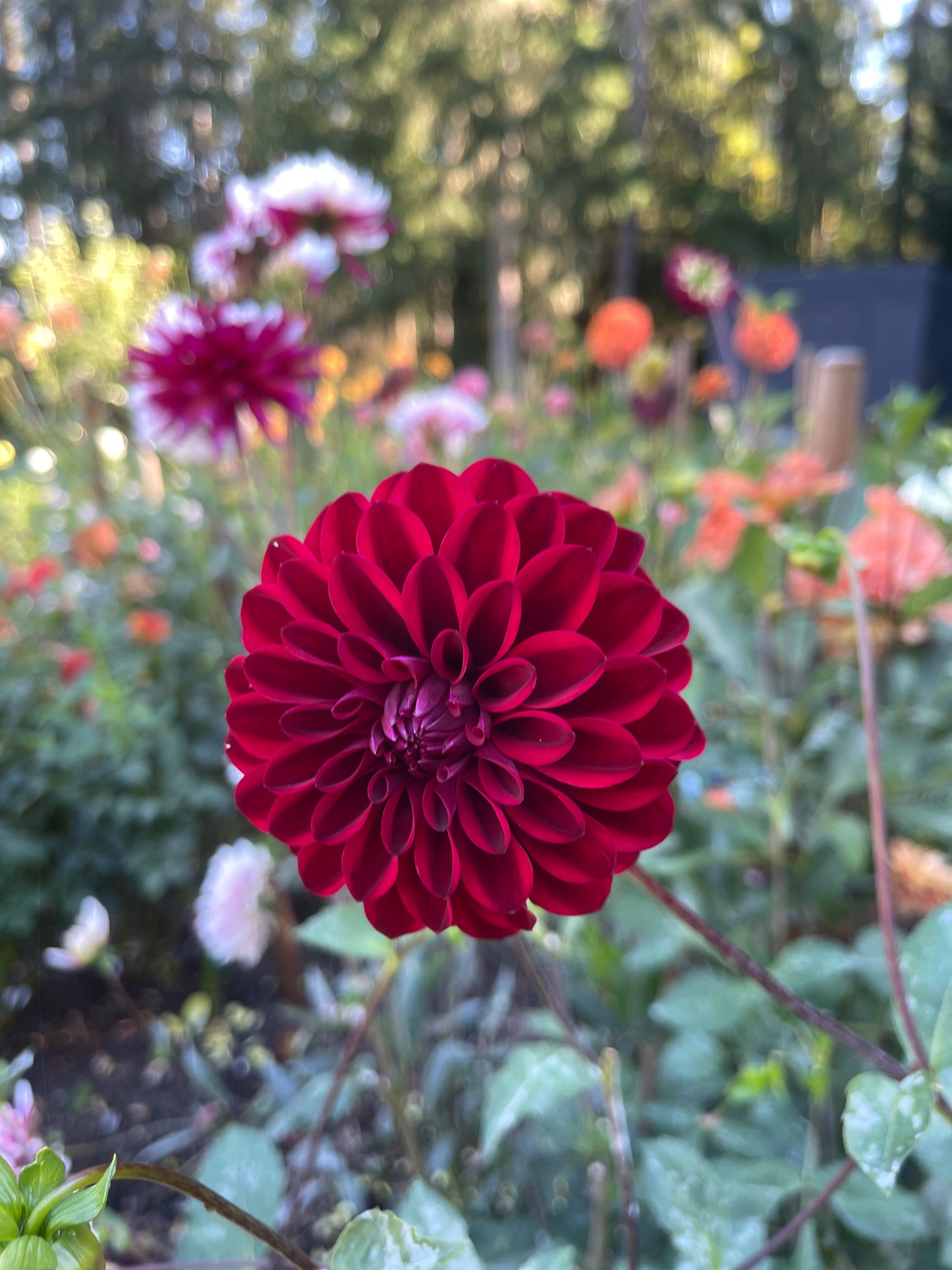 Dahlia Tuber: River's Penelope (limit 2) - Sugar Moon Gardens
