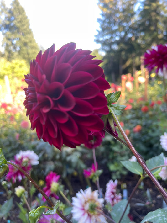 Dahlia Tuber: River's Penelope (limit 2) - Sugar Moon Gardens
