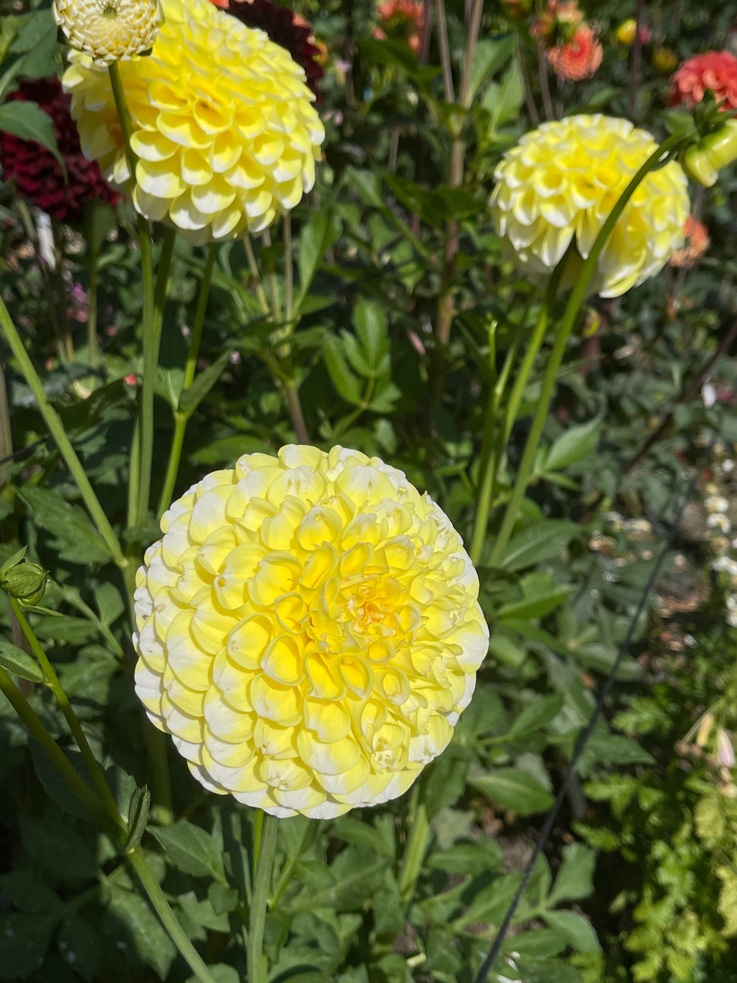 Dahlia Tuber: River's Yellow Snow
