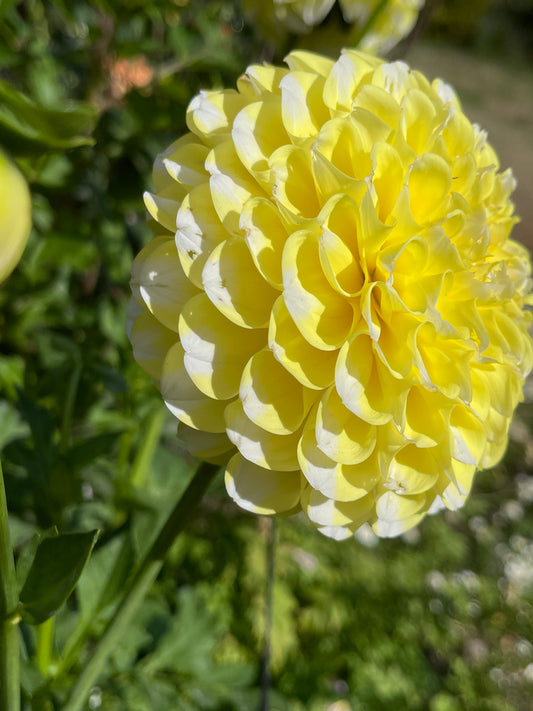 Dahlia Tuber: River's Yellow Snow - Sugar Moon Gardens