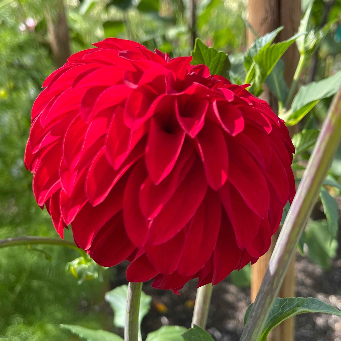 Seeds: Dahlia Solos - River's Cherry Bomb