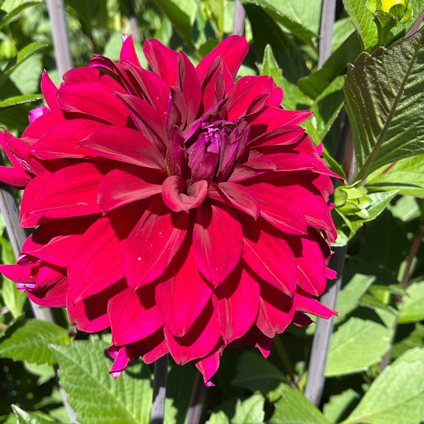 Dahlia Tuber: River's Cleopatra - Sugar Moon Gardens