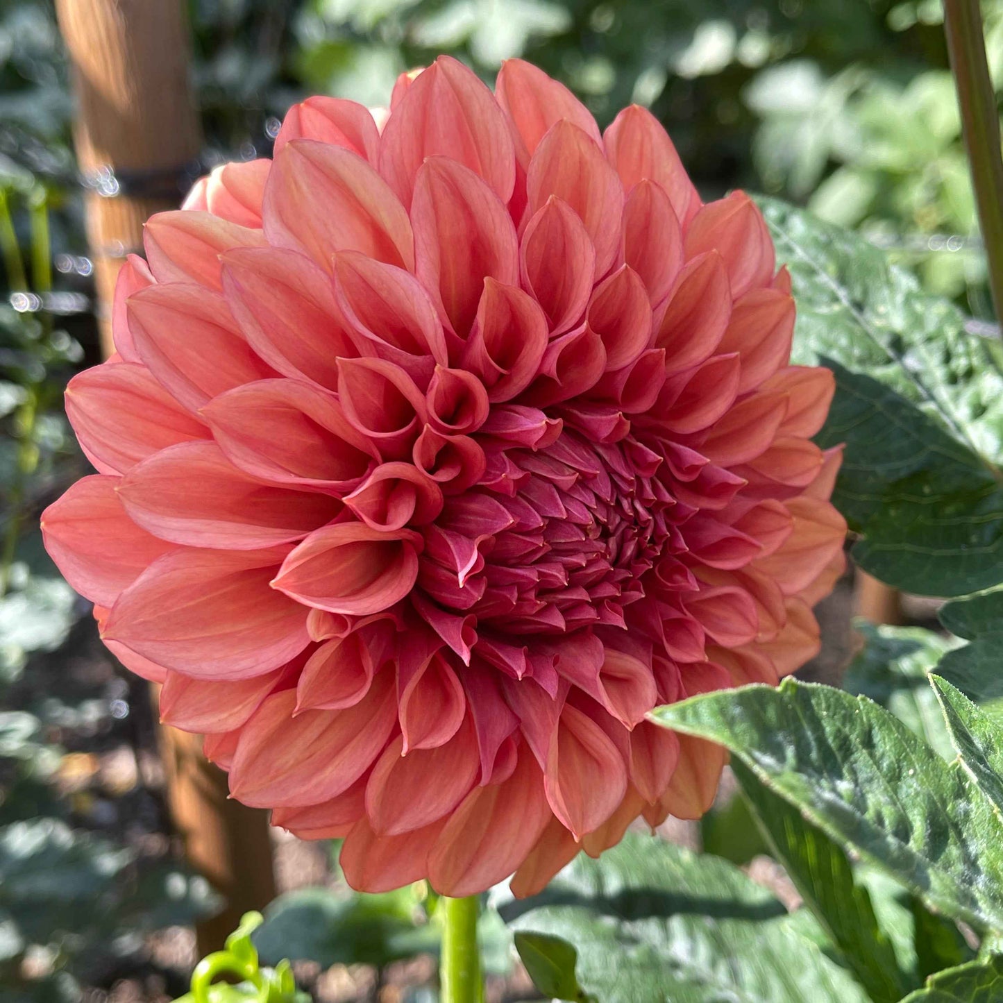 Seeds: Dahlia Solos - Robann Butterscotch