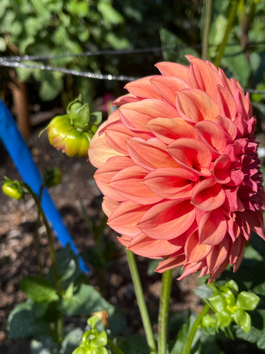 Dahlia Tuber: Robann Butterscotch - Sugar Moon Gardens