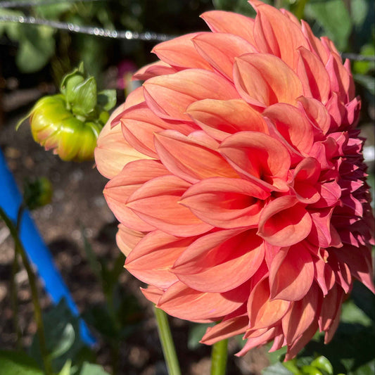 Seeds: Dahlia Solos - Robann Butterscotch