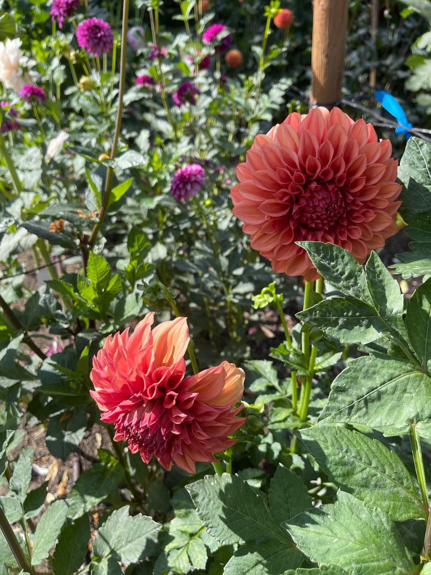 Dahlia Tuber: Robann Butterscotch