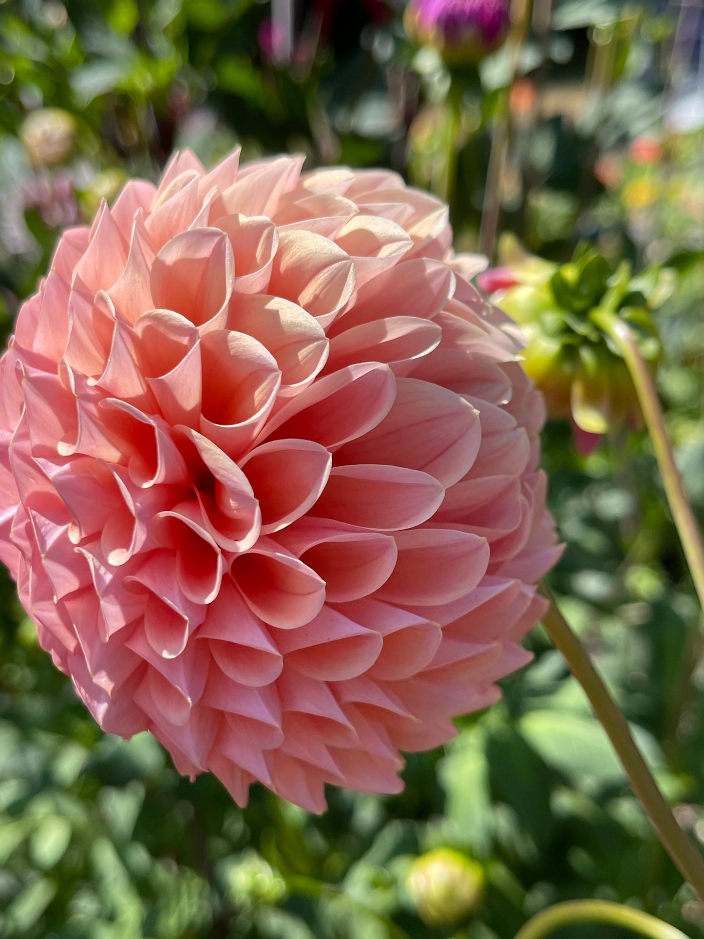 Dahlia Tuber: Rock Run Ashley