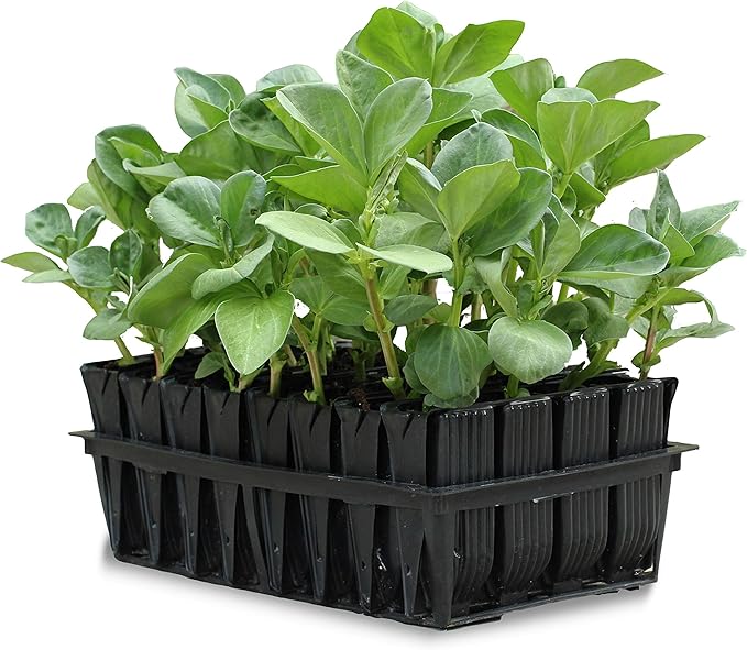 Root Trainers