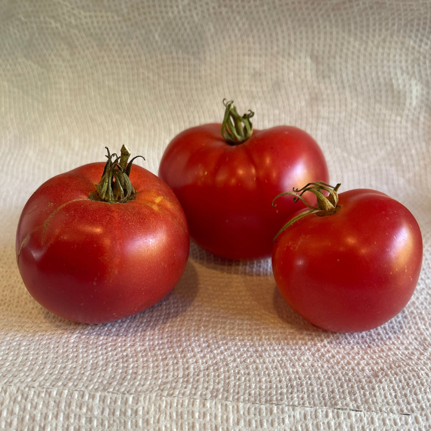 PREORDER: Veg Plant: Tomato - Tried & True collection