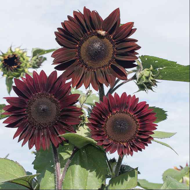 Seeds: Sunflower - Rouge Royale