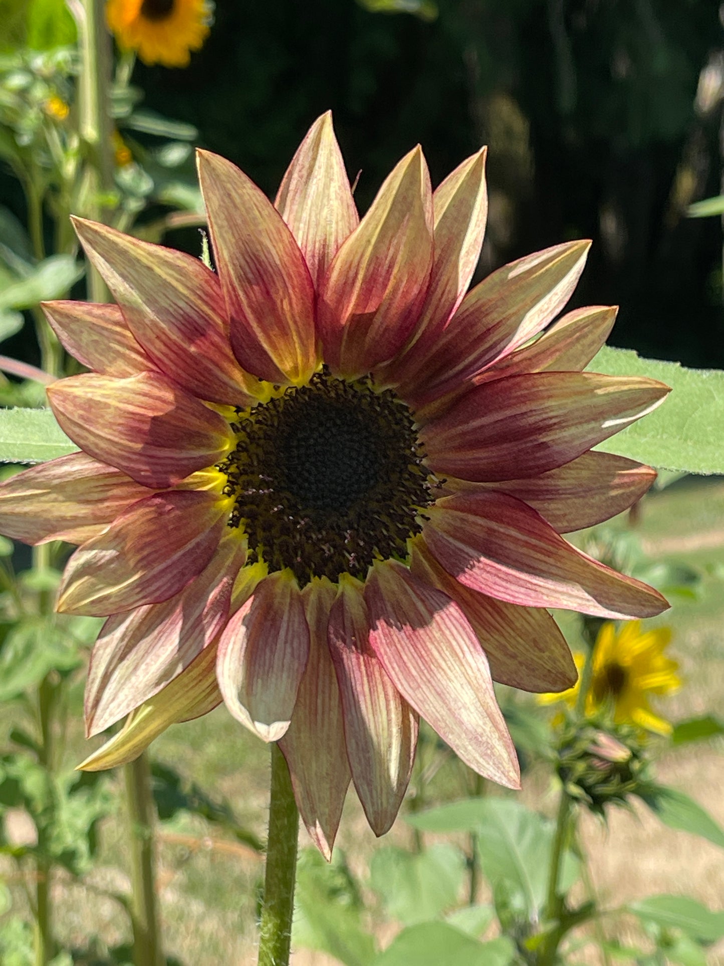 Seeds: Sunflower - Ruby Eclipse - Sugar Moon Gardens