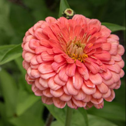 Seeds: Zinnia - Salmon Queen (Eldorado) - Sugar Moon Gardens