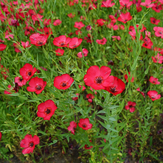 Seeds: Flax - Scarlet - Sugar Moon Gardens