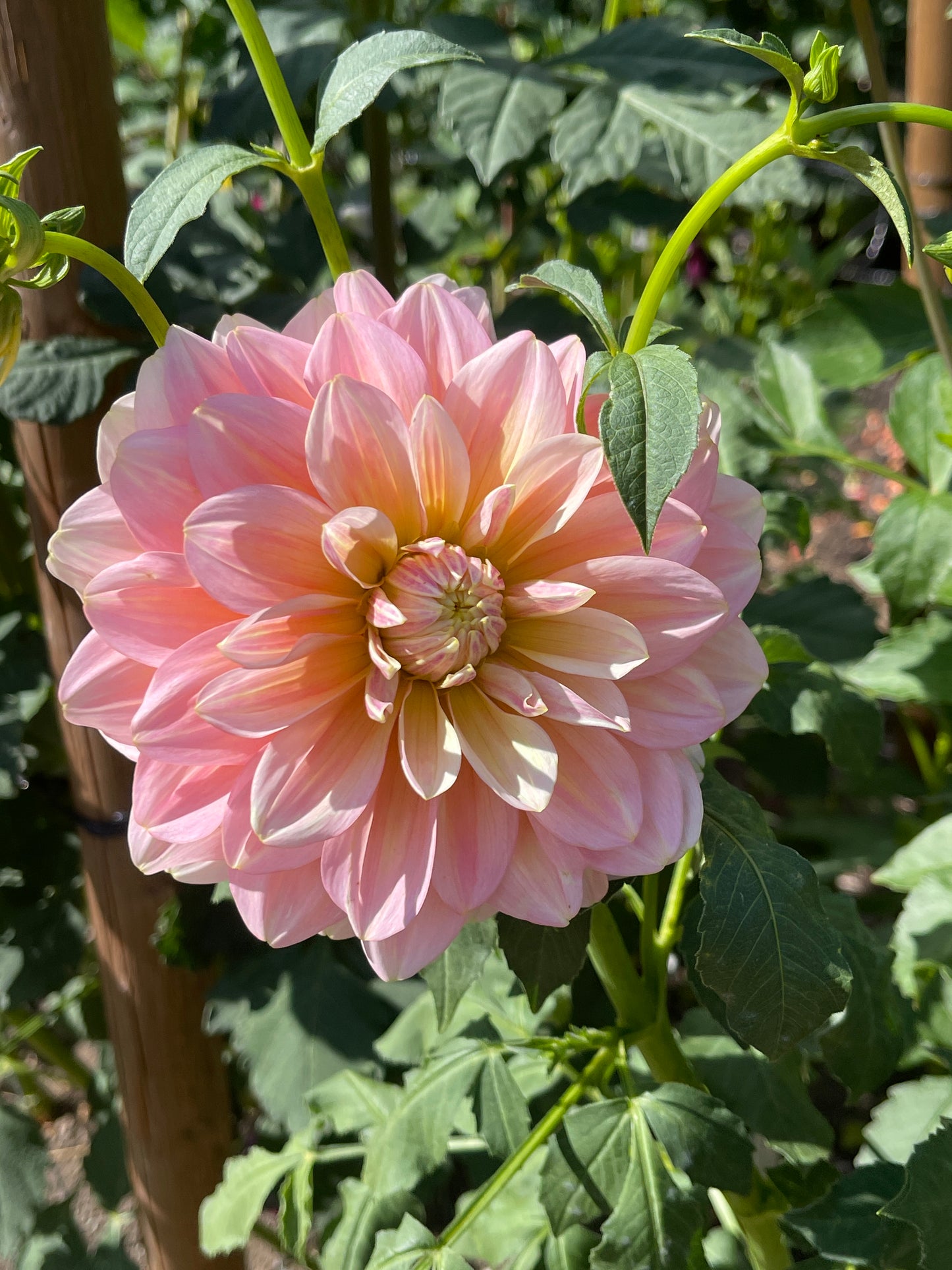 Dahlia Tuber: Sheer Heaven - Sugar Moon Gardens