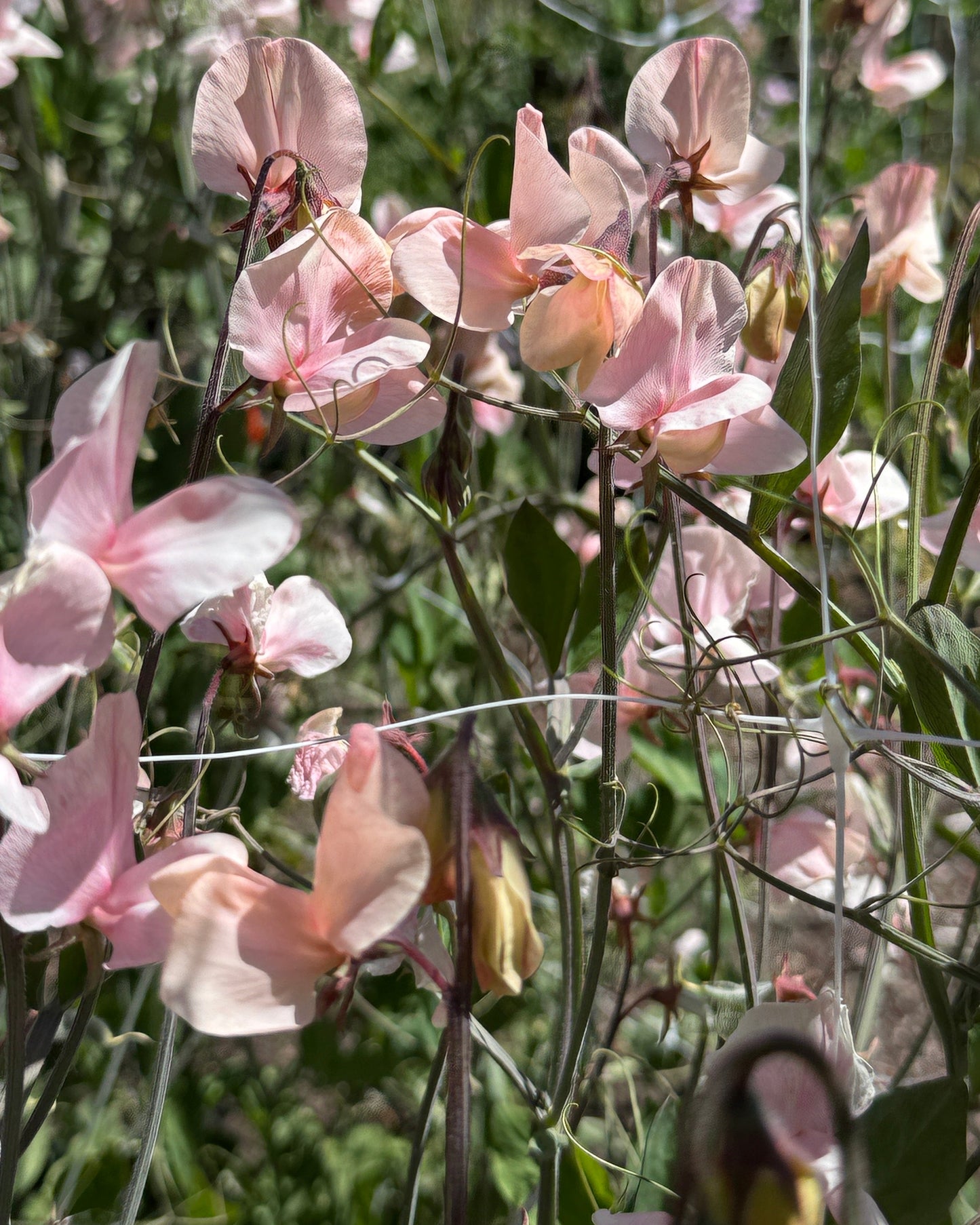Sweet Peas Shell Pink - Sugar Moon Gardens