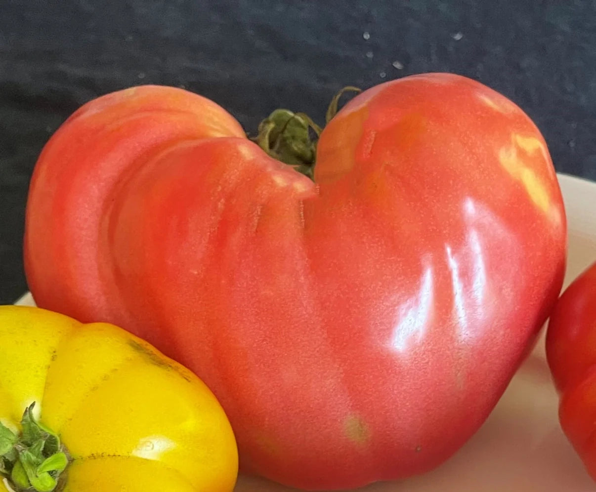 PREORDER: Veg Plant: Tomato - Tried & True collection
