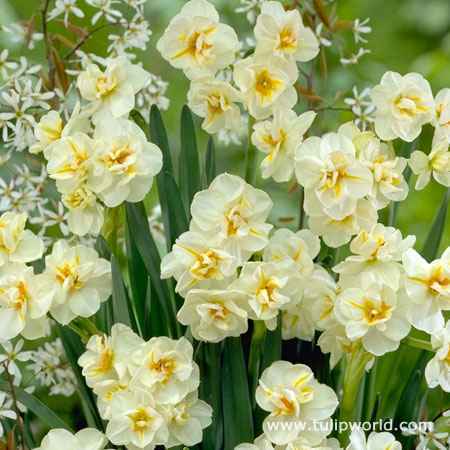 Daffodil bulb: Sir Winston Churchill