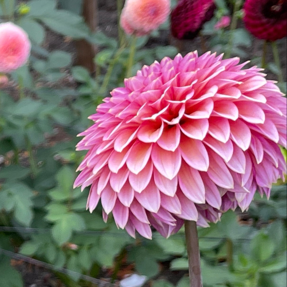 Dahlia Tuber: Skipley Spot of Gold - Sugar Moon Gardens