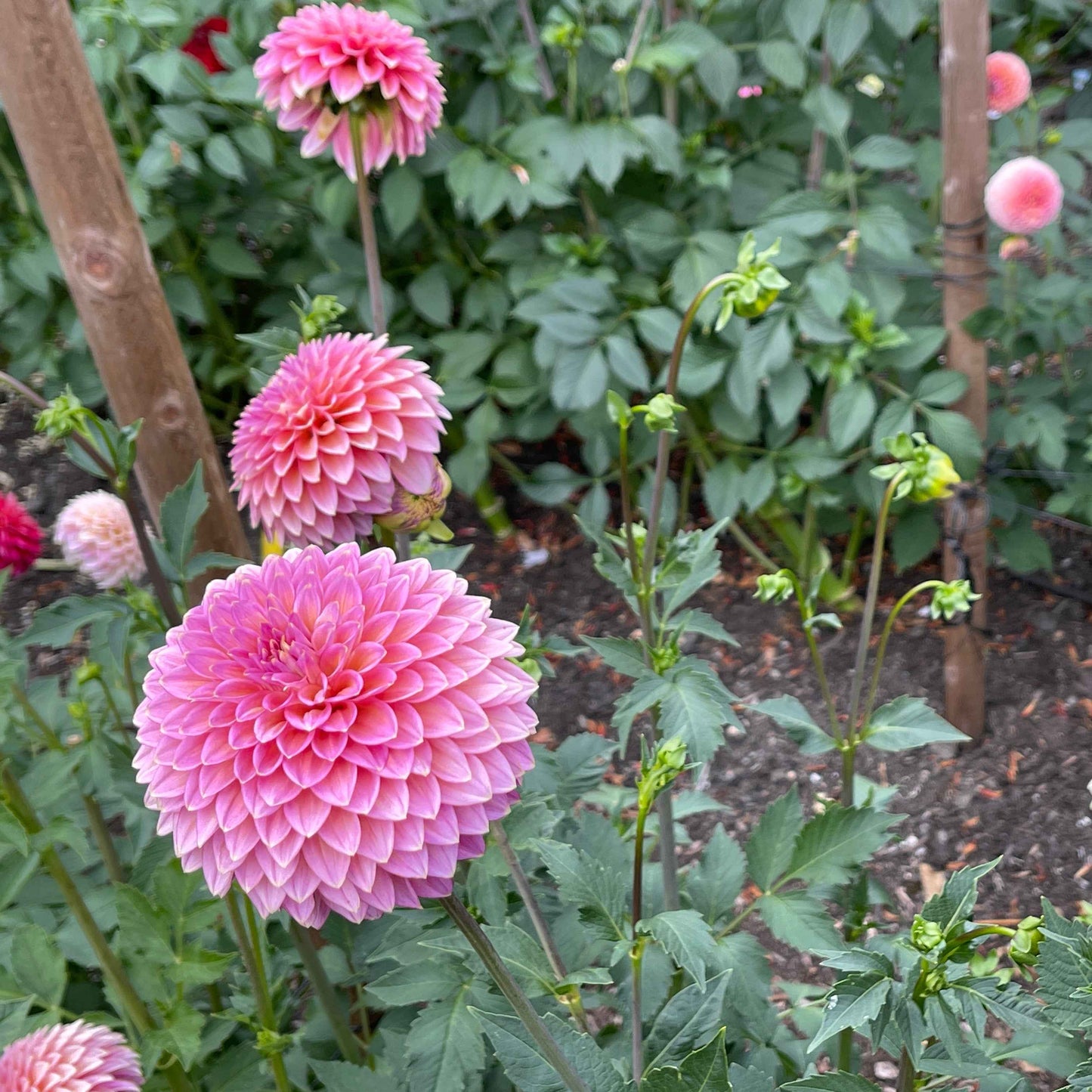 Seeds: Dahlia Solos - Skipley Spot of Gold