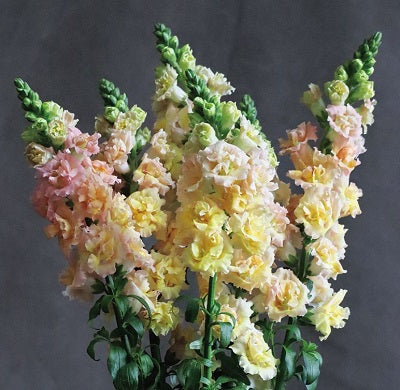 Seeds: Snapdragon - Snapstar Champagne