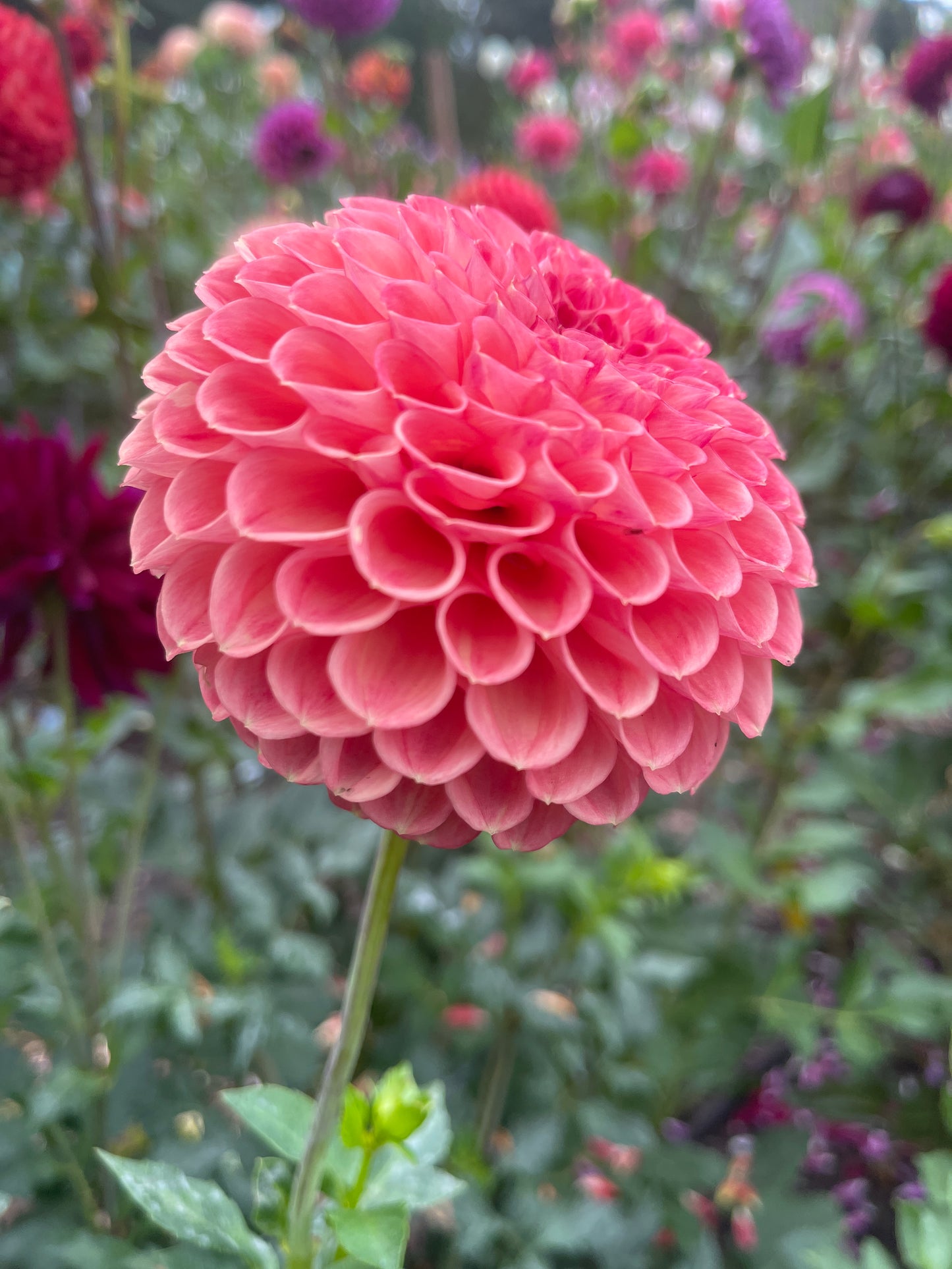 Dahlia Tuber: Snoho Doris