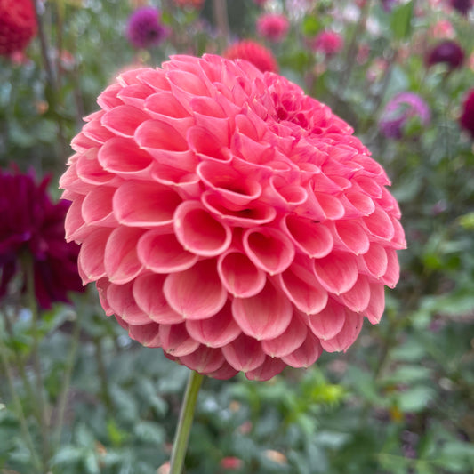 Dahlia Tuber: Snoho Doris - Sugar Moon Gardens