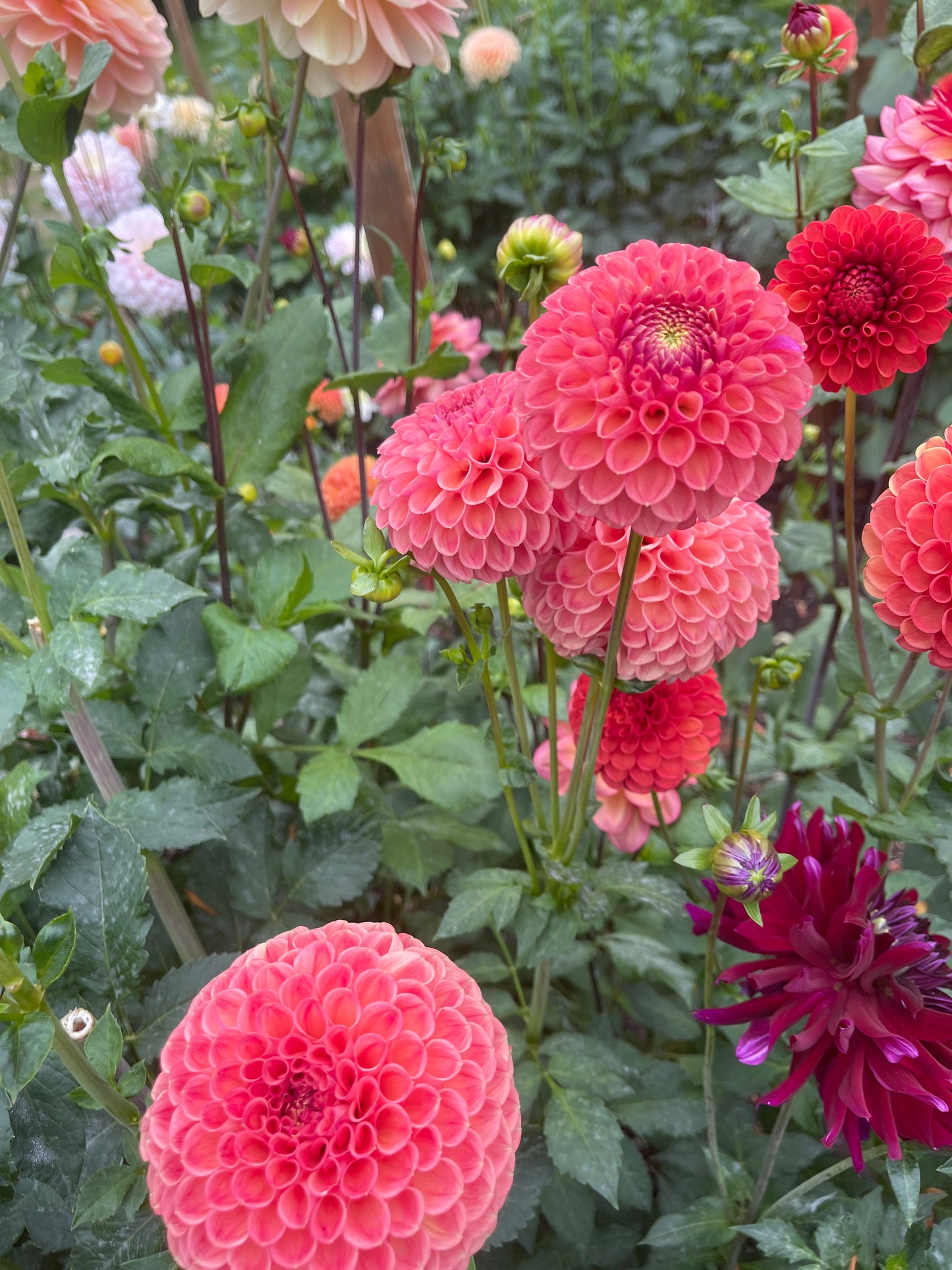 Dahlia Tuber: Snoho Doris - Sugar Moon Gardens
