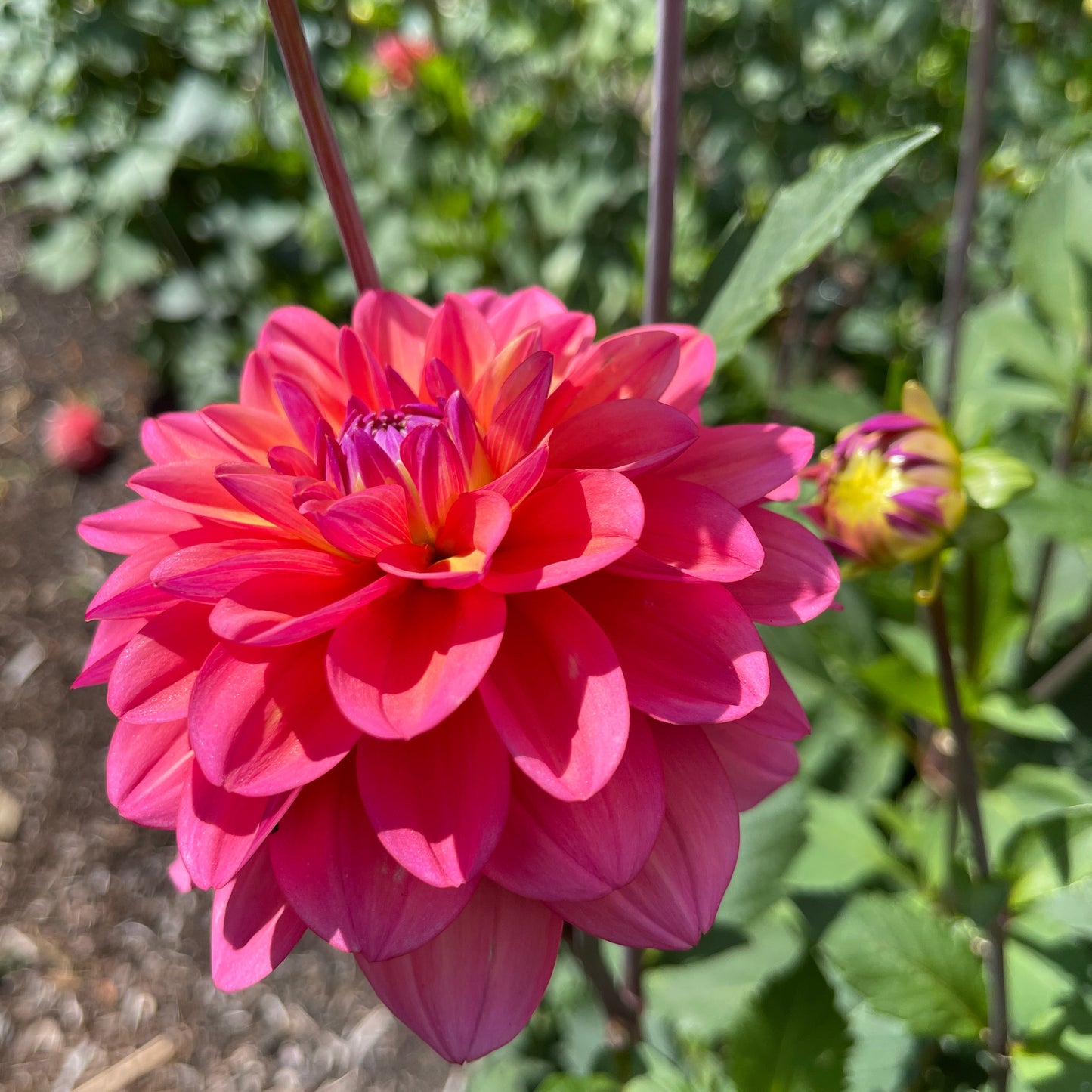Dahlia Tuber: Southern Belle