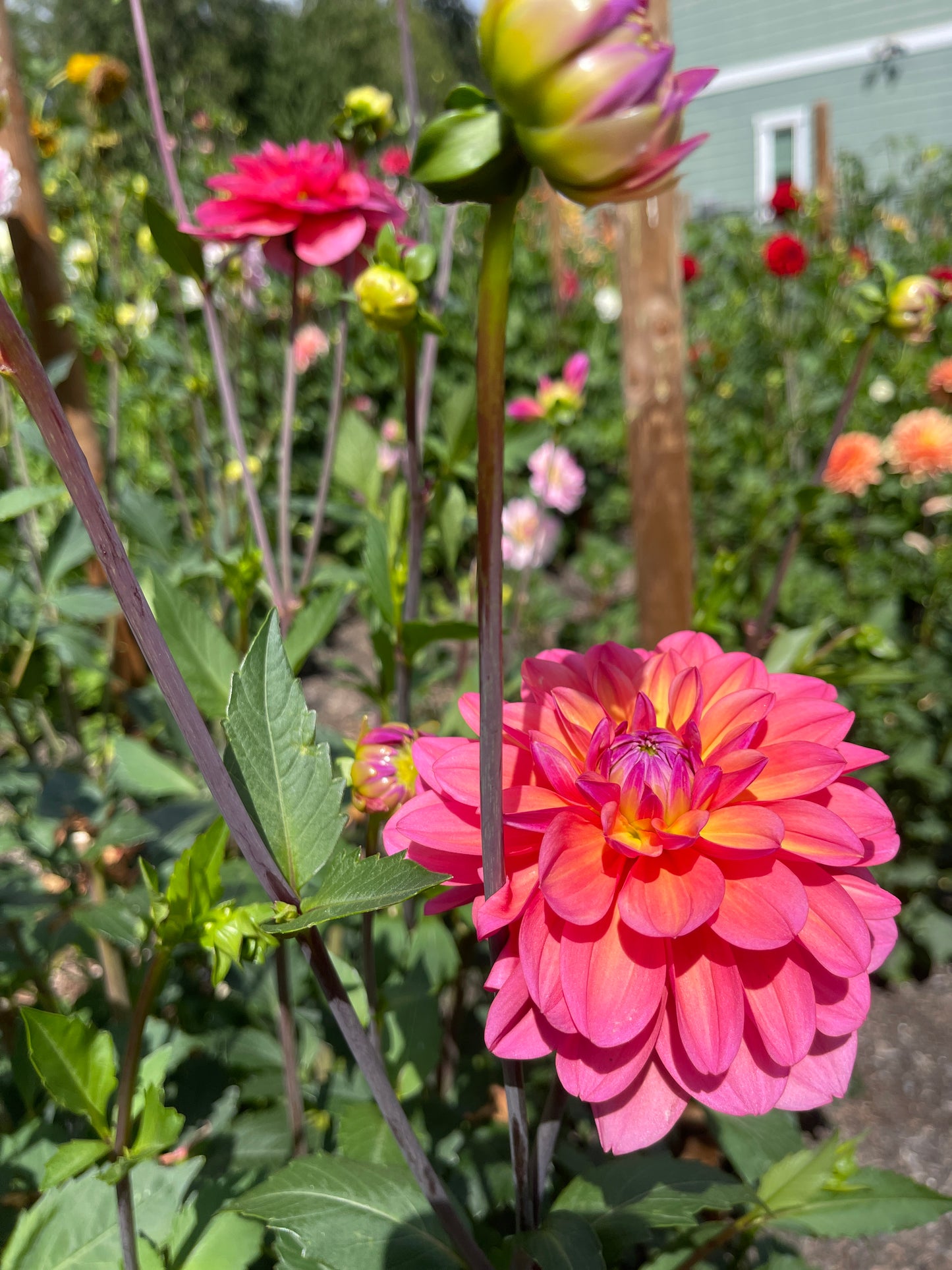 Dahlia Tuber: Southern Belle - Sugar Moon Gardens