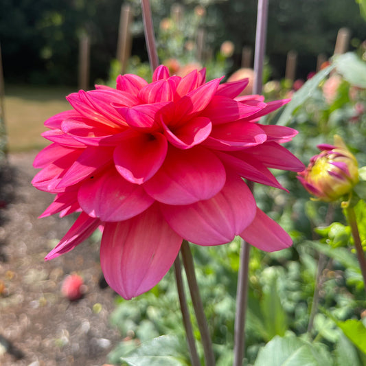 Dahlia Tuber: Southern Belle - Sugar Moon Gardens