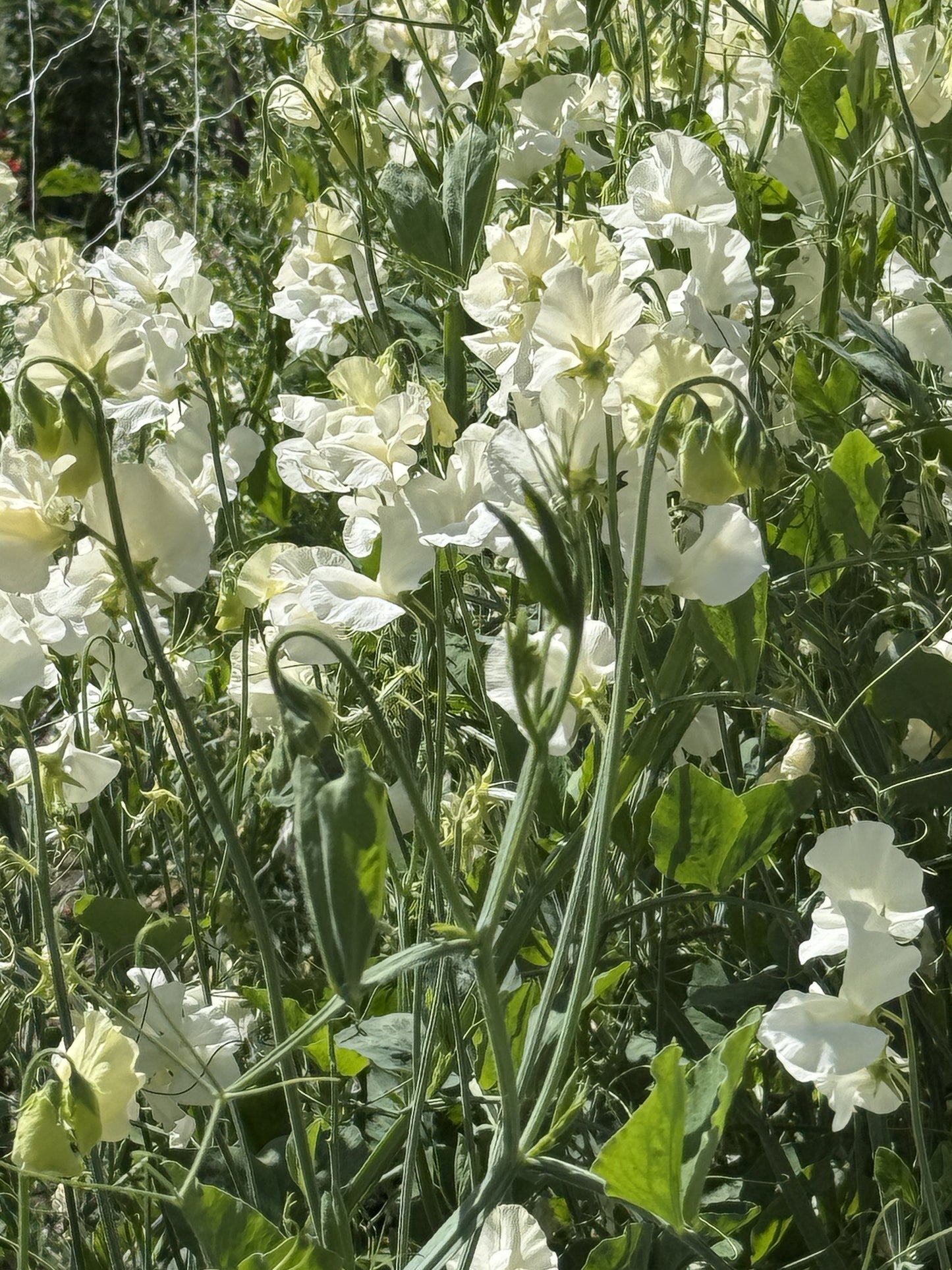 Sweet Peas Stella - Sugar Moon Gardens