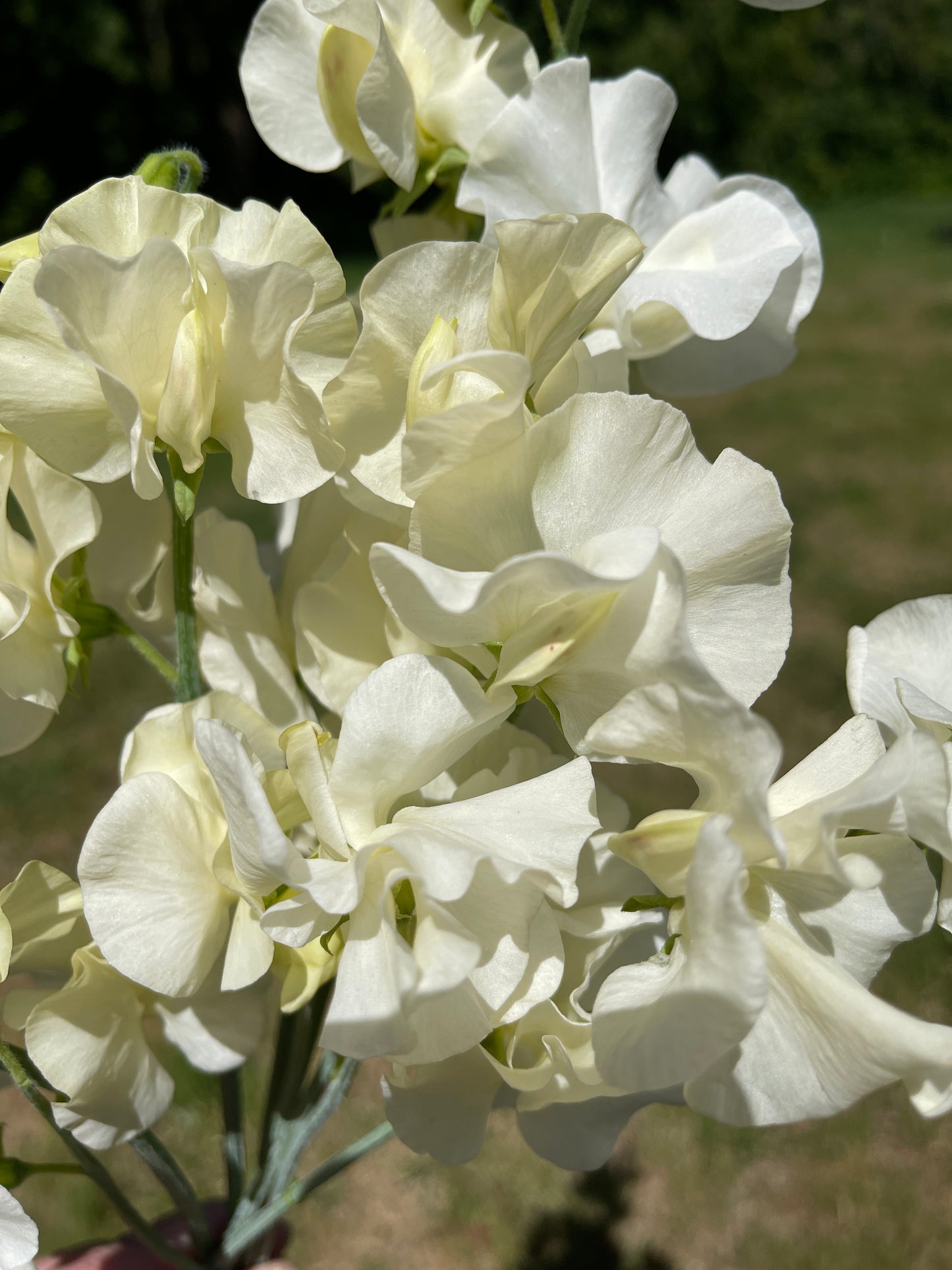 Sweet Pea Seeds: Stella - LIMIT 1
