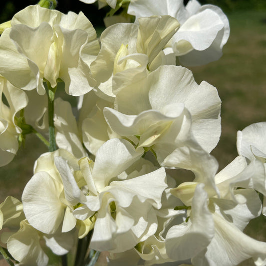 Sweet Pea Seeds: Stella - LIMIT 1 - Sugar Moon Gardens