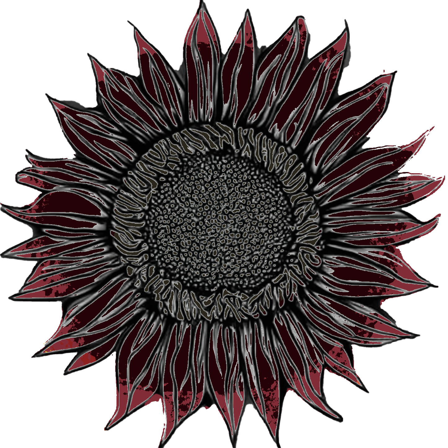 Seeds: Sunflower - Black Beauty F1