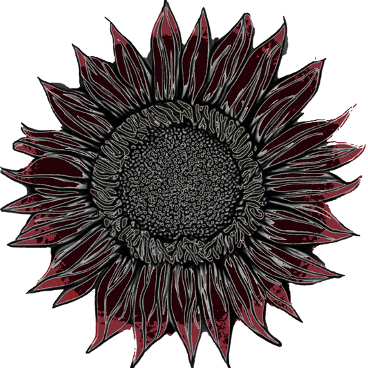 Seeds: Sunflower - Black Beauty F1