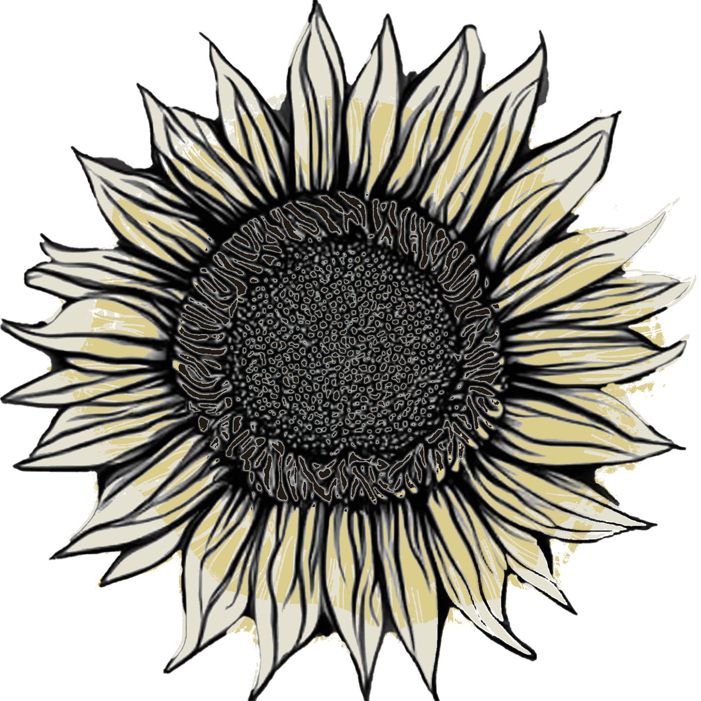 Seeds: Sunflower - ProCut® White Nite (F1)