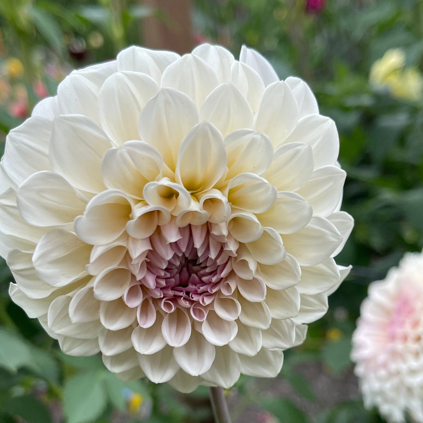 Dahlia Tuber: Sweet Natalie - Sugar Moon Gardens