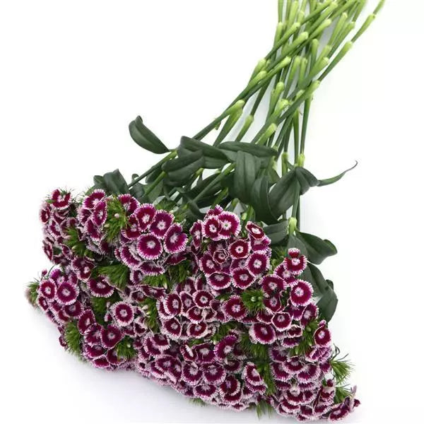 Sweet Purple and White Bicolor - Sugar Moon Gardens