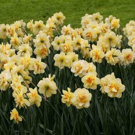 Daffodil bulb: Tahiti
