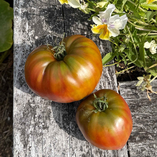 Seeds: Tomato - Taiga