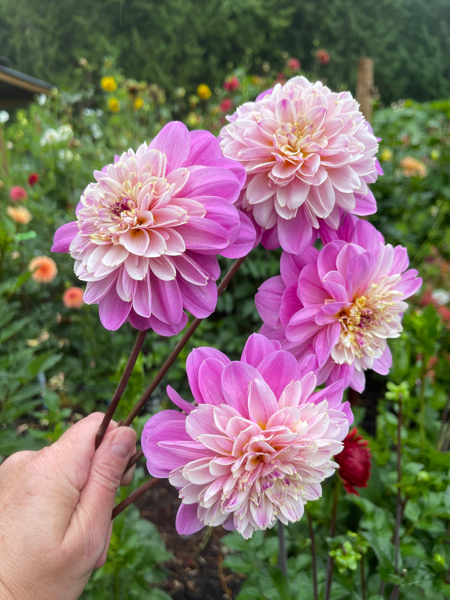 Dahlia Tuber: Take Off - Sugar Moon Gardens