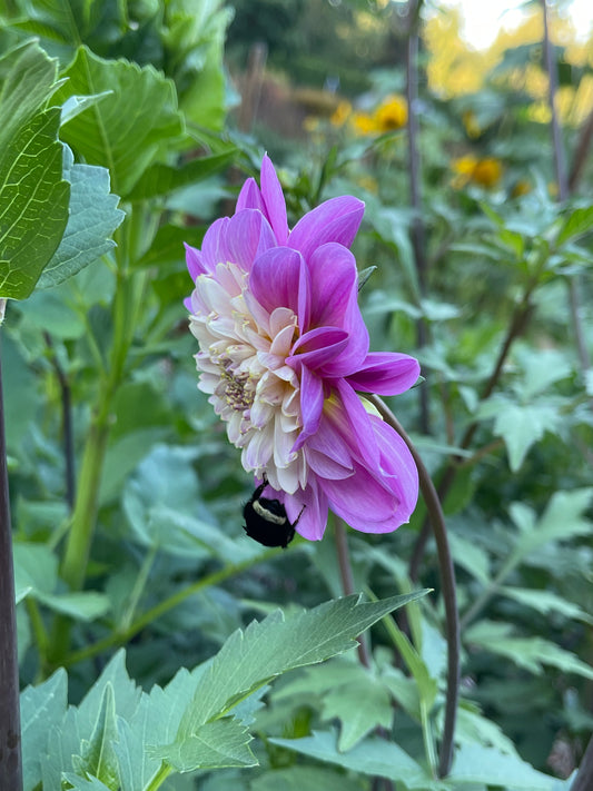 Dahlia Tuber: Take Off - Sugar Moon Gardens