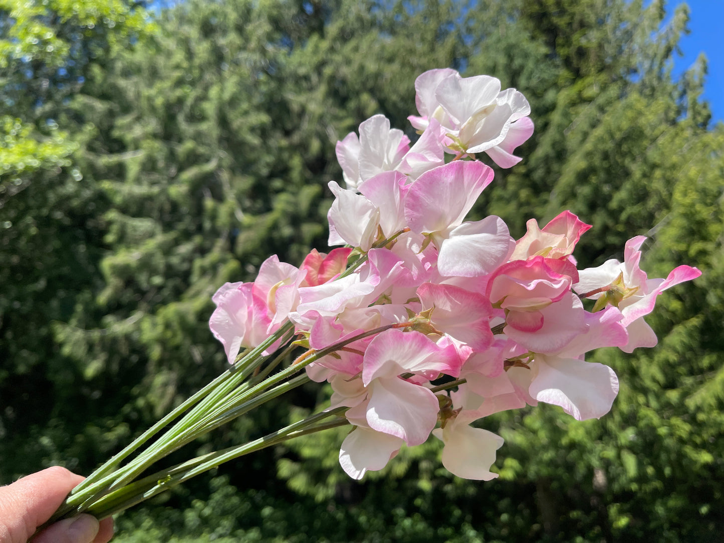 Sweet Pea Seeds: Takeda
